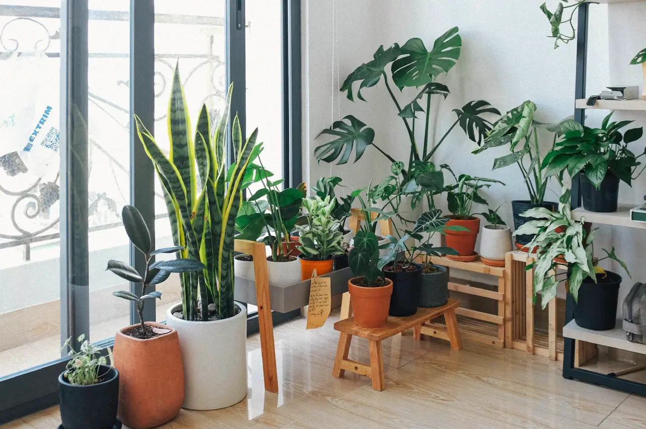 Green Up Your Space: Buy Indoor Plants Online!