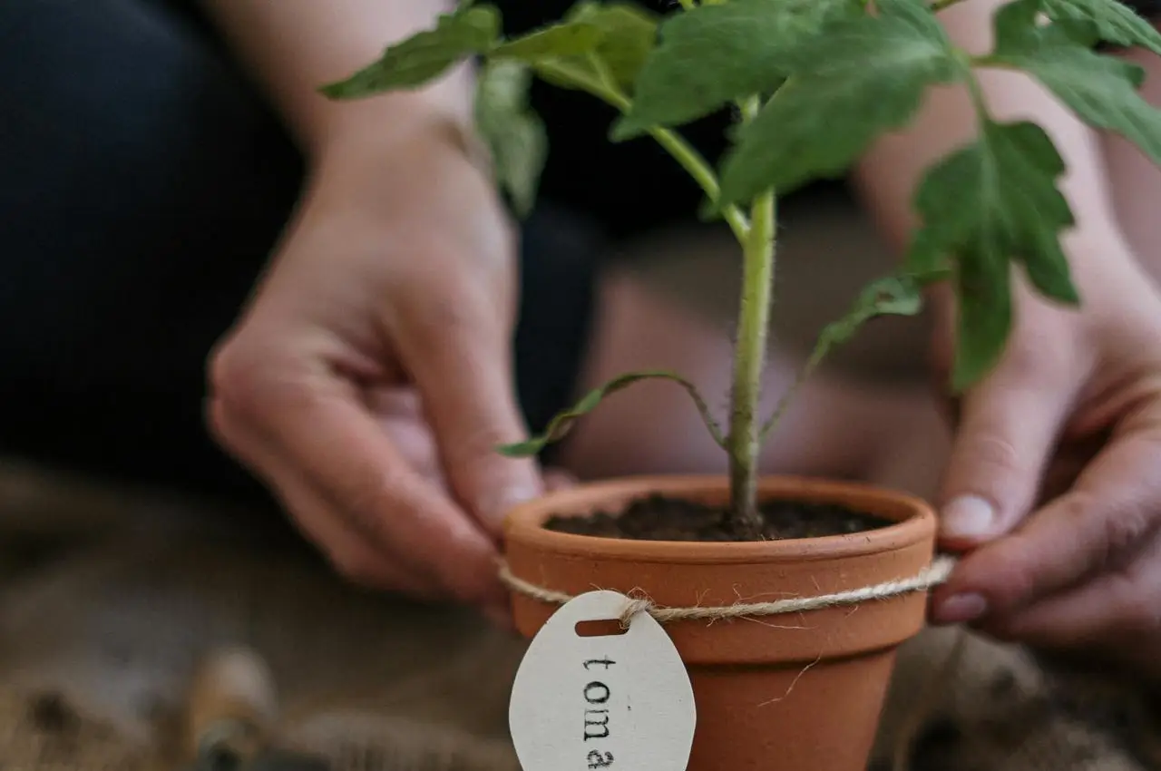 Gardening Gifts to Delight Any Green Thumb: Grow Joy