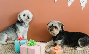 Pet Parent Presents: Must-Have Gifts for Your Pet