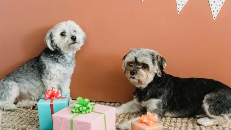 Pet Parent Presents: Must-Have Gifts for Your Pet
