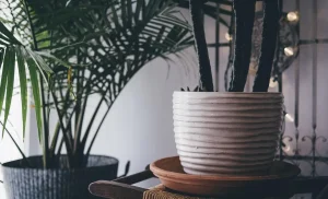 Indoor Plant Pots for Trendy Green Home Decor