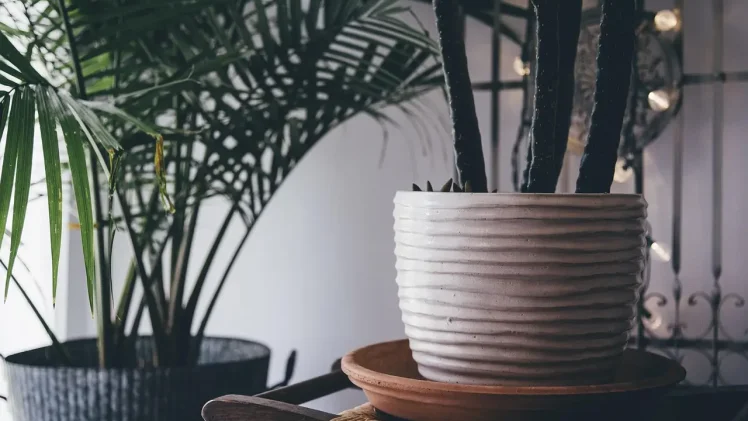 Indoor Plant Pots for Trendy Green Home Decor